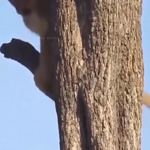 Lion climbs tree | Animals Secret