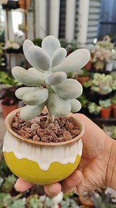 3.5K views · 185 reactions | Pachyphytum Oviferum Cheese #bikolanahardinera | Bikolanahardinera | Facebook