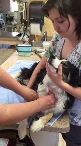 It is common practice for Veterinarians and their staff to " use" their own dogs for blood donors . Luna is at it again this morning to help another in need . Thank you Sweet Luna , for sure an example of "Our Family Serving Your Family " even at the four legged level ! | Valley Veterinary Clinic