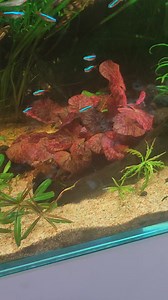 Red tiger lotus 🪷 (Nymphaea zenkeri 'Red') #sliceofnaturebychaseaquatics #ChaseAquatics #chaseaquascape #redtigerlotus | CHASE Aquatics