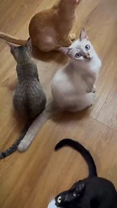 Kitties looking fora home! These kittens were rescued from an overcrowded flat in the Bedok area, where the hoarder struggled to care for a large number of cats. The living conditions inside the home was dire, with cats found among piles of rubbish and animal waste, and many suffering from neglect. Thanks to swift intervention by animal welfare officers, the kittens were safely removed and given a chance for a new beginning. To prevent further unwanted litters, the adult cats were humanely neute