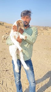 Rajasthani Lifestyle ❤️ | Raju ki Masti