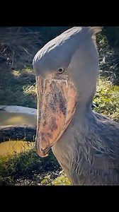 284K views · 10K reactions | @រំលេច 略略略掠勞 | Tik Tok | Facebook