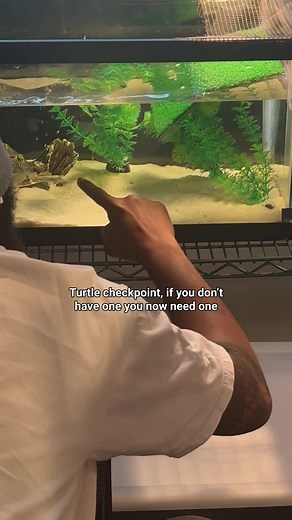 6.8K views · 73 reactions | Softshells have so much personality.  pancake is a leopard softshell which is a mix between a. Spotted and a Florida. As the name suggests the shell is in fact soft/leathery as opposed to being solid like other turtles.***#explore #explorepage #turtle #softshell #gatorboysouth | Donovan Lindo | Facebook