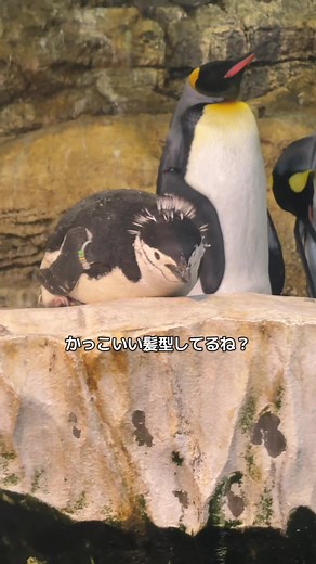 和歌山アドベンチャーワールドのペンギンの魅力