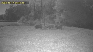 Happening now - Big hogs at Judy’s Farm | Shirtless Jake's Homestead
