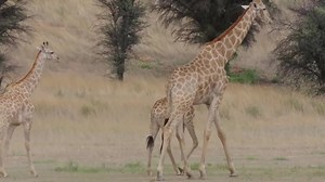 A tower of Kalahari giraffes toeing the line in the African Bush Kingdom. Kgalakgadi Transfrontier Park 🇳🇦🇧🇼🇿🇦 | African Bush Kingdom