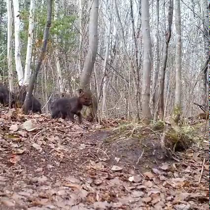 Wolf Spirit Animal 🐺💜 Look at these sweet pups. 🥹 Film 🎥 @voyageurswolfproject The Wolf Spirit Animal symbolizes a strong connection with your instincts or intuition. High intelligence and sensitivity to your surroundings. Creating great dialogue, wolves have very powerful families and with great communication. Wolves stand for the epitome of freedom. #wolfspirit #wildwolves #banwolfhunting #wolfspiritanimal #wolfpups #wildlifephotography #wildlife #keepthemwild #veganfortheanimals #vegangre