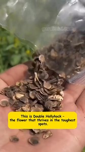 8K views · 59 reactions |  Double Hollyhock Seeds – Tall, ruffled blooms in stunning colors. Easy to grow, low maintenance, blooms beautifully in full sun.  Comment “nutri” below and check your DMs—I'll send you the product link right away! #garden #gardening #gardenizi | Garden Lovers | Facebook