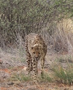 A shady tree provides a level of protection for a cheetah, both as a place to rest after hunting and to stash a hard-earned impala carcass. Video by Barry Peiser. #cheetahphotography #discoverwildlife #safariphotography #travelphotography | Tswalu Kalahari Reserve