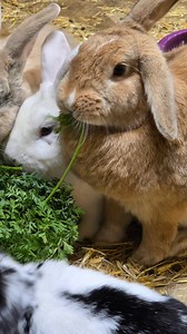 How to properly eat carrot tops 🥕 | Warren Peace Bunny Sanctuary