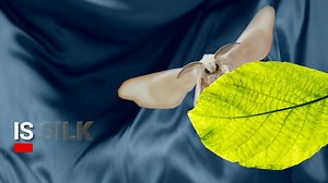 35 reactions · 11 shares | To produce silk, silkworms are boiled alive while still in their cocoons. Choose compassion – choose vegan fashion instead. #VeganFashion #WearVegan | PETA India | Facebook