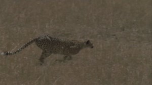 Slow Mo Cheetah Runs Stops Stock Footage Video (100% Royalty-free) 5778950 | Shutterstock