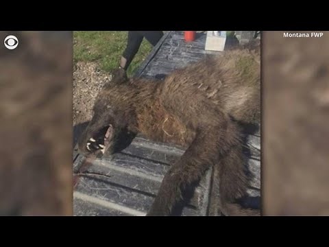 Mystery creature shot in Montana puzzles experts