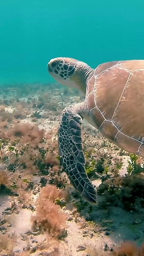Break out of your shell, and plan your visit to Greater Fort Lauderdale. 🐢 📍: Pompano Beach 📸 : @clarkefishing #VisitLauderdale #PompanoBeach #SeaTurtle #pompanobeachfl #seaturtles | Visit Lauderdale