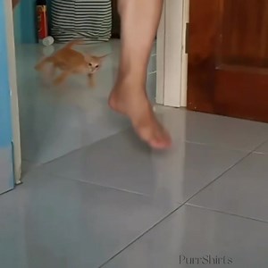 Tokyo drift cat version. 😎 #funnycat #PurrShirts | PurrShirts