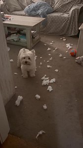 Mama got Piper a Starbucks squeaky toy and this is what happened soon after giving it to her—naughty Piper ❤️ # #funnydogsofinstagram #westhighlandterrier #westies #doghumor #dogsofinstagram #dogsandpals #dogsofinstagram #westie #doghumor #dogsandpals #dogsofinstagram #westielove #dogs #lovemydog | The Piper Chronicles
