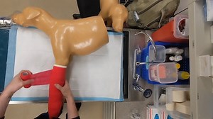 Welcome to our tutorial on making a stockinette donut! This versatile bandaging accessory is essential for providing extra cushioning around bandage sores, bony prominences like carpal pads and elbows, and adding comfort to specific areas of the leg. In this video, you will learn: How to select and prepare the materials needed for creating a stockinette donut. Step-by-step instructions on how to make the donut to ensure it fits securely and comfortably. Techniques for applying the donut to prote