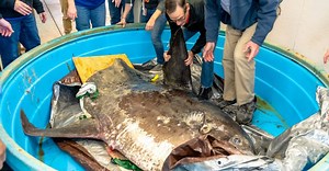 Massive, very rare sunfish washes ashore at NC coast; huge fish preserved for museum display