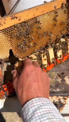 Giving these four queens new homes! 👑🐝 #california #bees #beekeeper #beekeeping #savethebees #insects #animals | California Bee Company