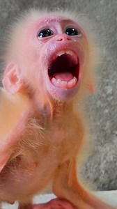 Very pity to little baby Lucy crying for more milk right now #Facebookreels #cutebaby #MonkeyLife | Monkey TV168