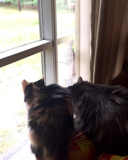 12K views · 1.9K reactions | Patchy and Penny versus Faddy McButterSquirrel  June 2017 We sure miss Penny around here ♥️ | Penny & The Kits | Facebook