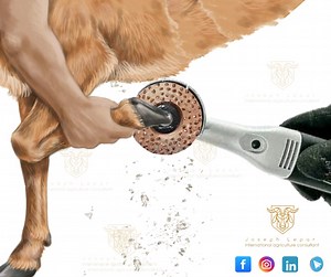 Hoof Trimming in Goats and Sheep – Precision, Experience, and Professional Responsibility After receiving inquiries from many farmers, I would like to clarify my professional opinion regarding hoof trimming in goats and sheep. If you do not have hands-on experience in hoof trimming, do not rush to purchase a grinding or cutting disc for hooves. The safest and most controlled method for trimming goat and sheep hooves is the use of dedicated hoof-trimming shears. The reason is simple: shears allow