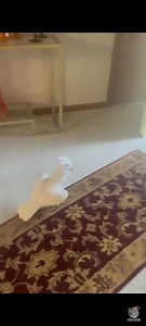 Wat sal jy maak as jy vir iemand gaan kuier en hul "hond" blaf só vir jou? 🐕🐦 Video: ViralHog, Facebook. | Pretoria FM