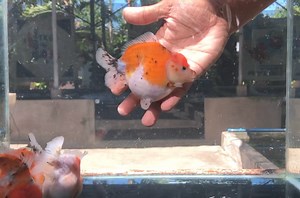 Female Oranda Breeders - message us 📥 | The Koi and Goldfish Factory