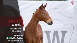1K views · 21 reactions | OnLive Fohlen-Auktion "Deutsche Amateur Meisterschaften 2023" - Nr.  Vaneo L v. Vatson Sitte/Lord Pezi  For Pleasure der beste Springhengst der Welt ist in direkter Stutenfamilie dieses Hengstfohlens verankert. 朗 Alle weiteren Infos findet ihr hier  https://bit.ly/DAMFohlenAuktion | Westfälisches Pferdestammbuch e.V. | Facebook