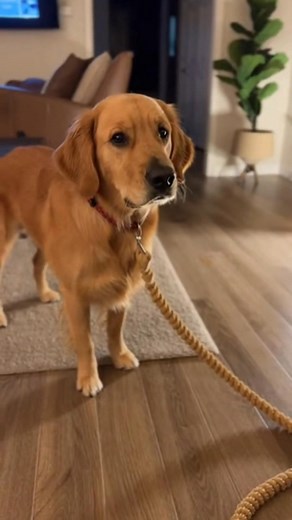 Our golden retriever makes a sneaky grab for a kid’s pizza slice—then flips backward and knocks over a lamp when the slice goes sky-high! The whole room gasps, then erupts in laughter as the pup sits looking hilariously guilty. | Golden Lovers