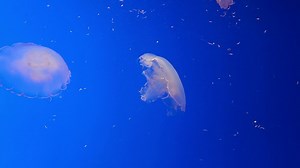 File:Aurelia labiata swimming.webm - Wikimedia Commons