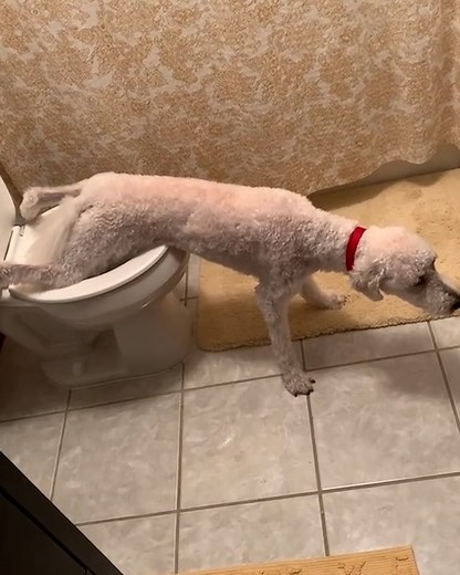My greatest dog training achievement 🚽 | Furry Tails