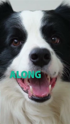 Why Care For Your Dog’s Dental Health? 🐶🤔