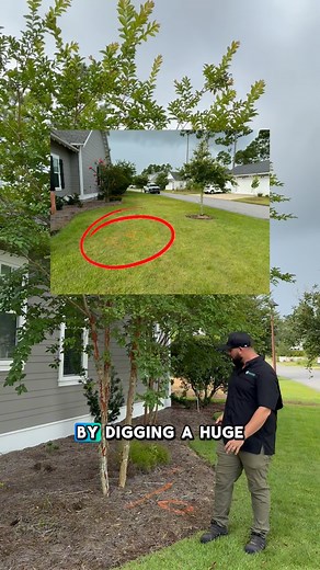 Saving Beauty 🌳➡️ New Home Instead of tossing this mature crape myrtle to make room for a new paver walkway, we gave it a second chance. ✅ Carefully dug up and transplanted ✅ Preserved the health of the tree ✅ Reused in another part of the landscape It’s not just about making space — it’s about making smart choices. #CrapeMyrtleTransplant #SmartLandscaping #TreeTransplant #SustainableLandscaping #LandscapeDesign #PaverWalkway #PlantReuse #LandscapePreservation #FloridaLandscaping #CoastalCreati