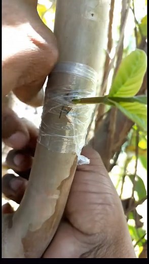 Cut Grafting On Guava Tree. #Growing #Planting #FlowerPlant #Anthurium #plantingroots #roses | MasterYii-9