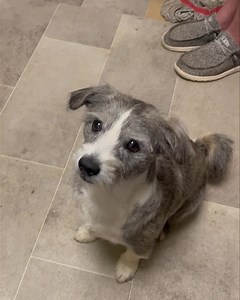 Over the years I’ve had dogs of various intelligence levels and training; one dog I taught to retrieve my dirty socks and place them in a laundry basket. I have one now that just cocks her head to the side when I ask her to sit. CVRR is all inclusive and so our events are intended to provide fun for all kinds of dogs. No matter if your dog is the canine reincarnation of Einstein or more interested in Netflix than higher education, we have activities for you at this years Strut Your Mutt at Rescu