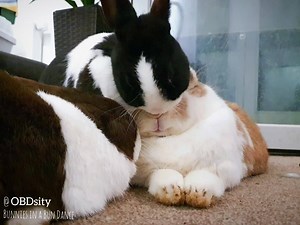4.1K views · 452 reactions | Everybun loves Chunty 殺 | OBDsity - Bunnies in a Bun dance | Facebook