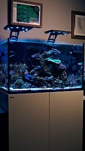 A side view, a front view, or a side top view? Which one do you prefer? . . #maxspect #maxspectgyre #maxspectjump #coralreef #allmymoneygoestocoral #reeftank #saltwateraquarium #saltwatertank #reefaquarium #aquariumhobby #coralreeftank #reefpack #reeflife #eatsleepreef #reefaddict #marineaquarium #reef2reef #corals #reeftansofinstagram #reefers4reefers #wavemakers | Maxspect