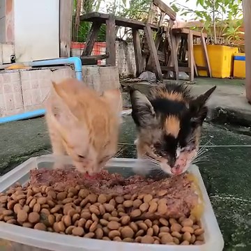 Poor kitten really hungry | The Gohan And Cats
