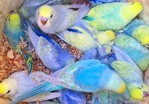 Rainbow Budgies - Rainbow Budgie Prices