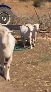 84K views · 1.1K reactions | 50 BİN TL VERSEN TEKEYİ VERMEM TEKE ÇOK AKILLI | Nuri Saltan | Facebook