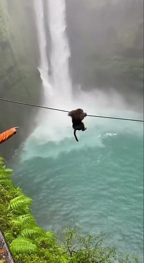 😱 Baboon Escapes Leopard Using Jungle Zipline!