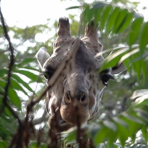 Chomp, chomp, chomp... Giraffes swallow twigs and leaves whole, which are formed into lumps called cud in their stomachs. They bring the cud back up into their mouths and chew it, just like cows. | Milwaukee County Zoo