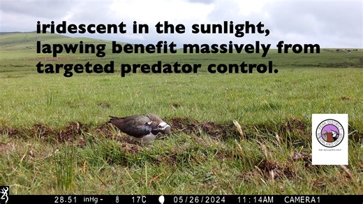 Day 30 Real Springwatch The positives from having a dedicated gamekeeper, whether as an individual or as a team, can offer far reaching benefits away from their regular moorland areas. It is usually common for neighbouring landowners on adjacent moorland or lowground areas to request these professionals to carry out wildlife management work for them - this is often referred to as a "buffer zone" around their regular patch. Sadly many lowground areas have seen a marked decline in ground nesting b