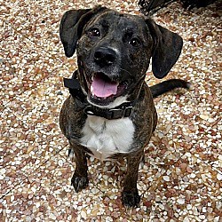 Newnan, GA - Black Mouth Cur/Plott Hound. Meet Maple a Pet for Adoption - AdoptaPet.com