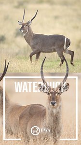 As their name suggests, the waterbuck is closely associated with water. They are commonly found near rivers, lakes, and swamps in Africa. Their preference for wet habitats helps them avoid predators and provides access to drinking water. The proximity to water helps waterbucks regulate their body temperature. Their thick, water-resistant fur keeps them insulated, but they often wade into water to cool down, especially during hot weather! #ewa #exoticwildlifeassociation #exoticwildlife #wildlifec