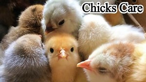 46K views · 3.6K reactions | How to Care for Baby Chicks | Baby Chick Care Basics | Dr. ARSHAD | Dr. Arshad Veterinary Clinic | Facebook