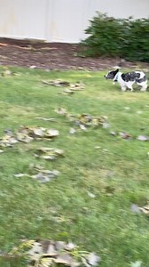 WIRE FOX TERRIER RESCUE MIDWEST on Reels | Facebook