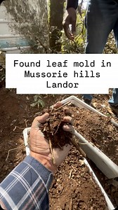 Found leaf mold compost in mountains of Mussoorie #leafmoldcompost #leafcompost #compost #plants #repotting | Steve Fernandes